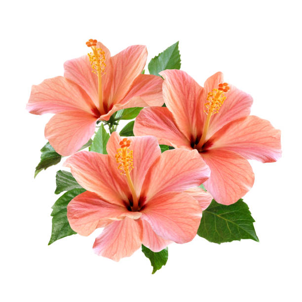 pink hibiscus flowers bouquet isolated on white background