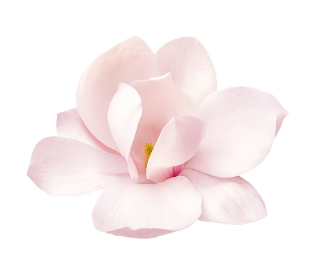 tierna flor de magnolia rosa aislada photo