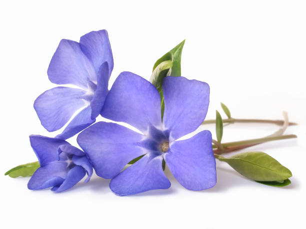 bright violet wild periwinkle flower - may floral pattern spring april imagens e fotografias de stock