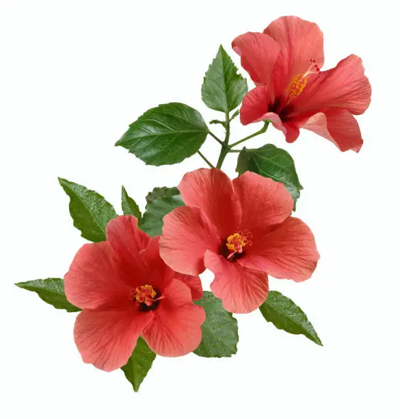 bright large flowers and buds of pink hibiscus isolated