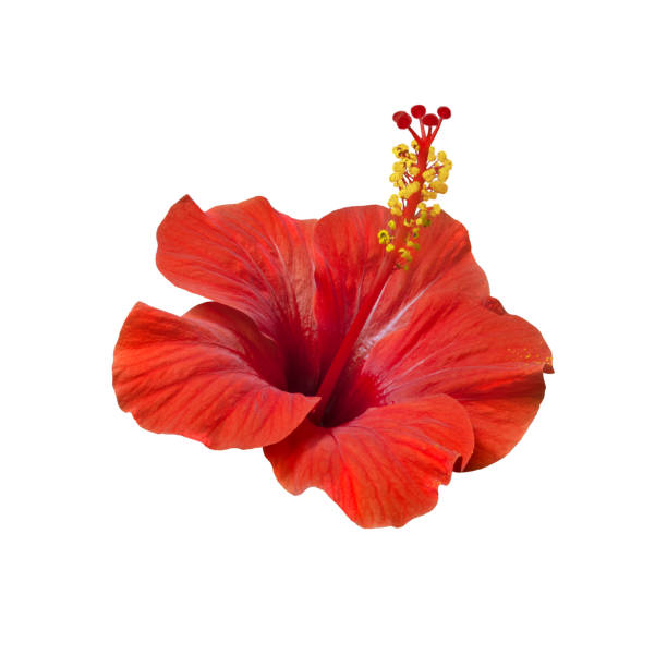 istock Perfect bright red hibiscus flower isolated on white background 1202577156