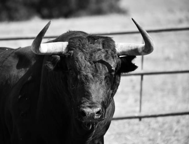 istock Horns of furious bull 1202577496