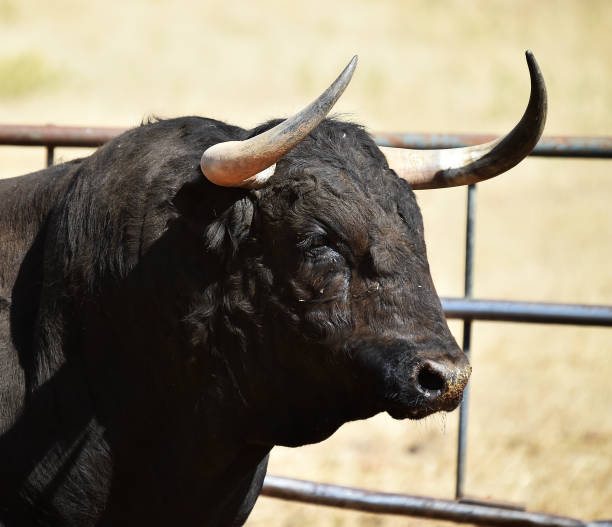 istock A powerful bull on spanish cattle raising 1202577547