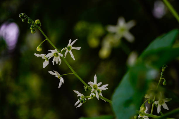 istock White Flowers Blooming In The Spring 1202577574