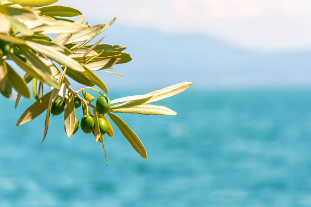 istock Green olives tree branch on blue sea background 1202577613