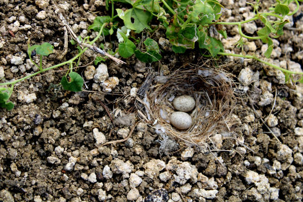 istock The bird's egg in the ground nest. 1202578296