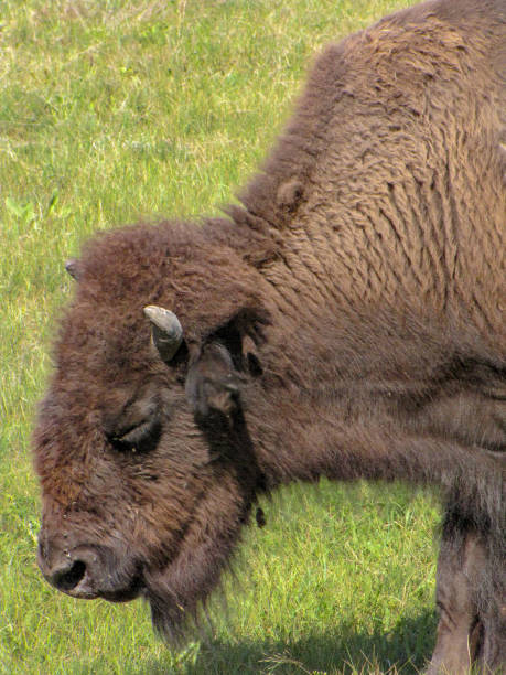 istock Bison grazing in field, close up, USA 1202578409