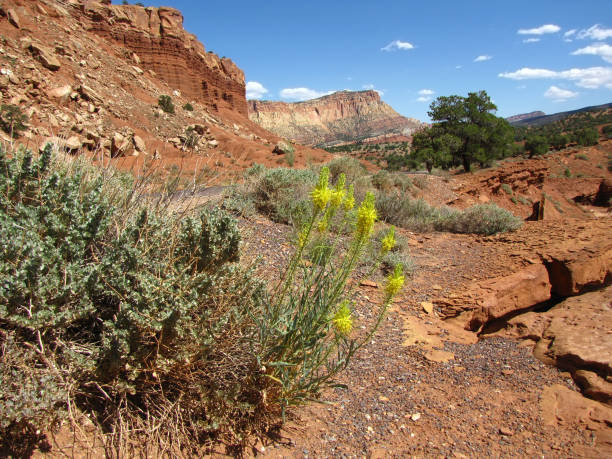 istock Southwest American rocky landscape 1202578439