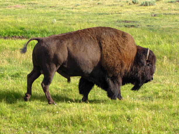 istock Bison or American buffalo walking in grass field 1202578830