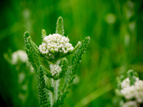 Yarrow in forest green grass field. Abstract close up view.