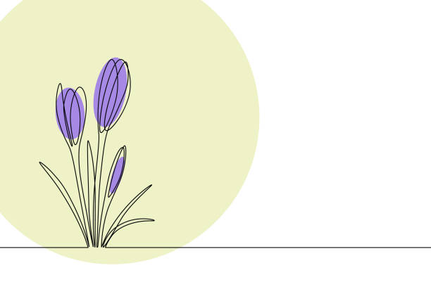 frühlingshintergrund - crocus blooming flower head temperate flower stock-grafiken, -clipart, -cartoons und -symbole