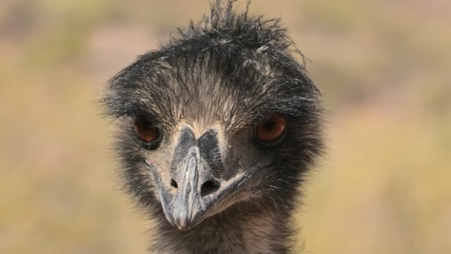 Portrait of Emu