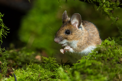 A solitary mouse scurries across the grass, its small body blending in with natures animal wildlife.