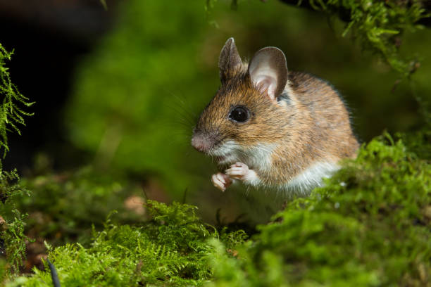 Wood Mouse Wood Mouse (Apodemus sylvaticus) wild mouse stock pictures, royalty-free photos & images