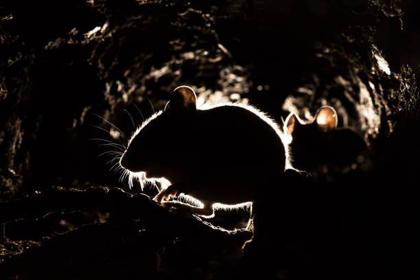 Wood Mouse Wood Mouse (Apodemus sylvaticus) wild mouse stock pictures, royalty-free photos & images