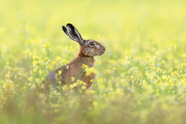 lepre europea - wild rabbit foto e immagini stock