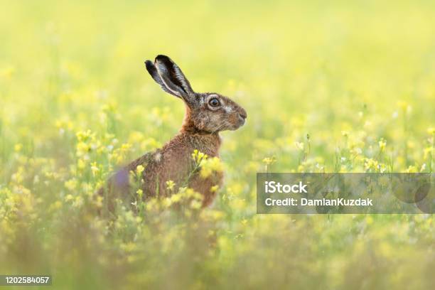 European Hare Stock Photo - Download Image Now - Hare, Brown Hare, Rabbit - Animal