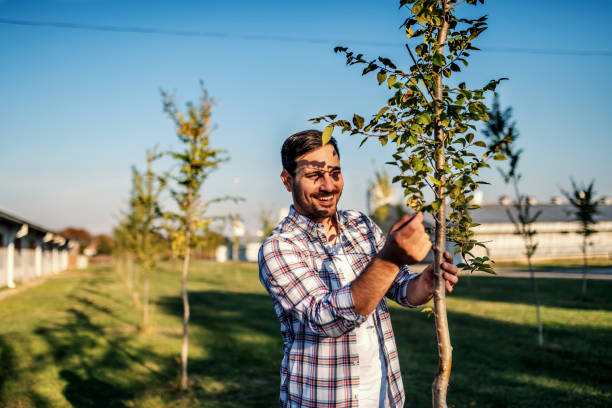Young smiling happy agronomist standing in orchard and looking at fruit tree. Young smiling happy agronomist standing in orchard and looking at fruit tree. pear tree photos stock pictures, royalty-free photos & images