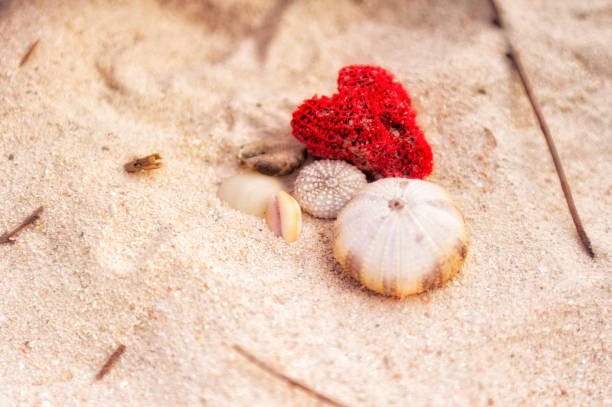 Heart shaped red coral on the beach in Indonesia, Asia