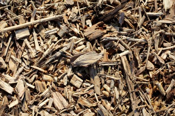 istock Wood Chips on the Ground 1202585650