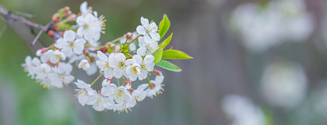 Branch of a blossoming cherry tree with white flowers, macro, spring March Easter greeting concept banner
