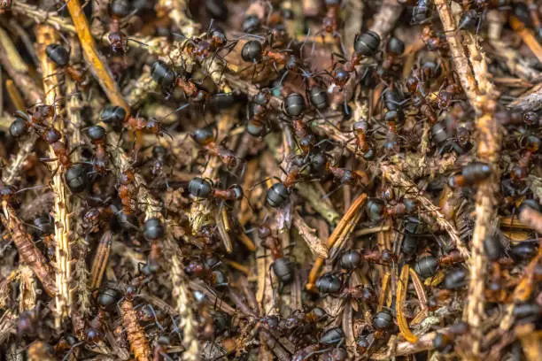 Photo of Formica Ants colony