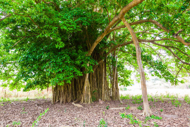 istock tropical tree with green follage 1202594303