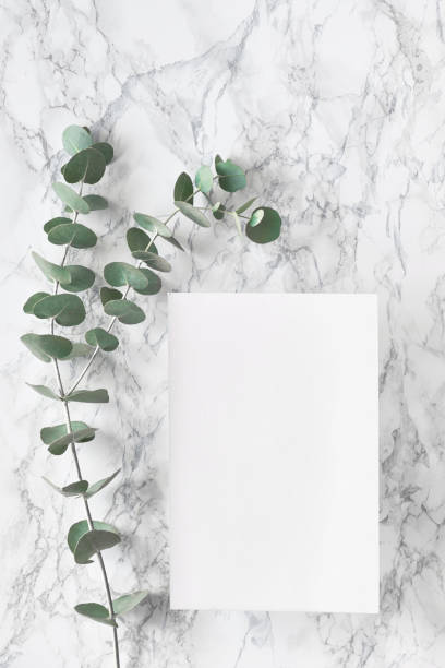 istock Beautiful abstract floral background. Flat lay, top view eucalyptus on marble background, flat lay on light textured stone table surface. Minimal concept. Background decorations, copy-space on paper. 1202594355