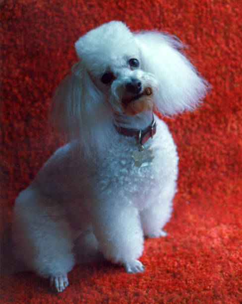 Miniature white poodle on a red rug stock photo