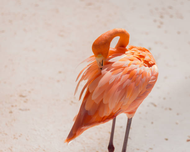 Flamingos roaming around the beach