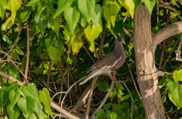 Wild Exotic Black Ring Pigeon