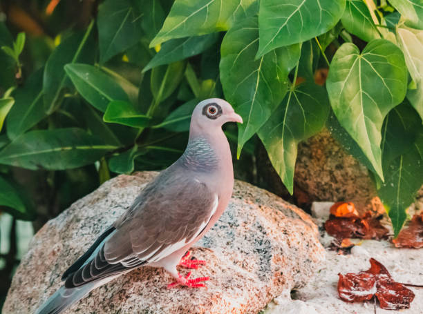 Wild Exotic Black Ring Pigeon