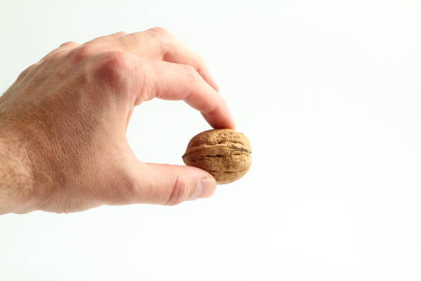 istock walnuts food nut in hand on white background isolation 1202598250