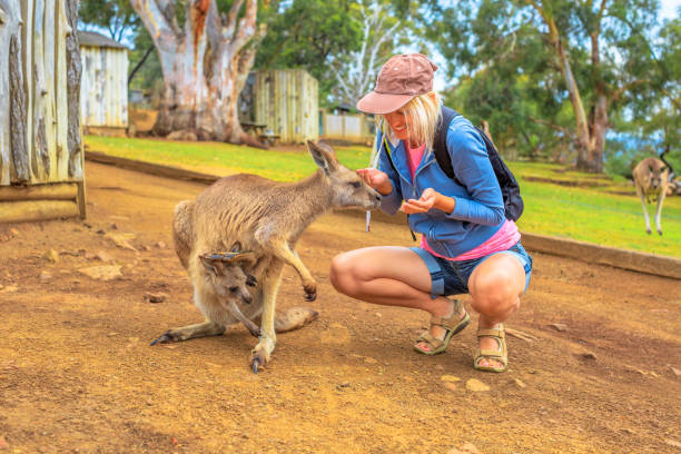 кенгуру с джои - kangaroo joey marsupial mammal стоковые фото и изображения