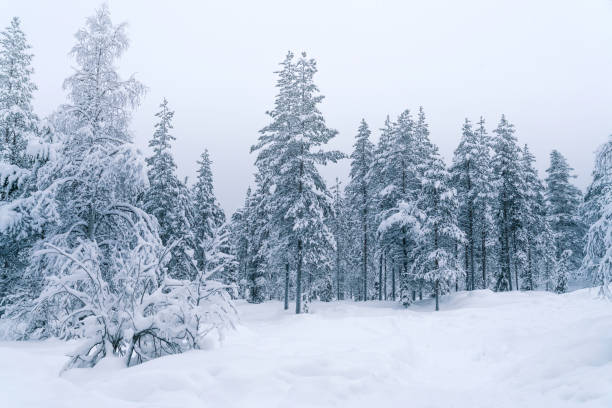istock Winter Landscape with Snow and Pine Trees 1202599758