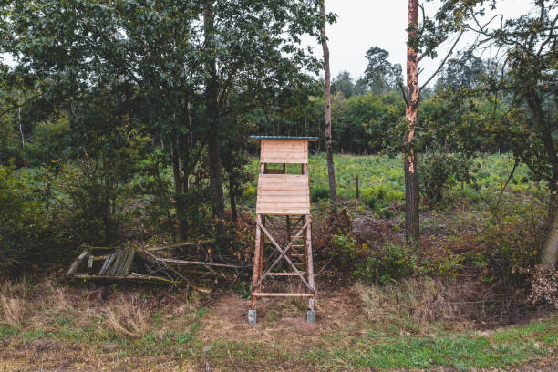 Hunting pulpit on the edge of the forest. Next to it are the remains of the old pulpit