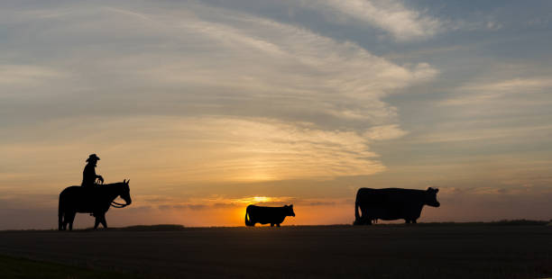 夕日の木像 - horizon over land landscapes farm animals nature ストックフォトと画像