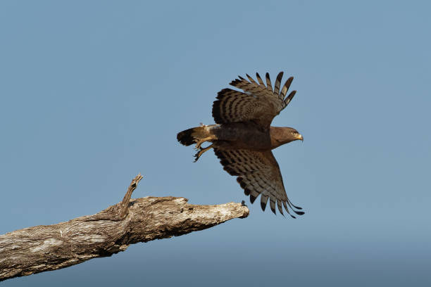 istock Western Banded Snake-Eagle - Circaetus cinerascens grey-brown African raptor with a short tail and a large head, sitting on the trunk and flying away in Zimbabawe in Africa. 1202601622