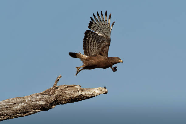 istock Western Banded Snake-Eagle - Circaetus cinerascens grey-brown African raptor with a short tail and a large head, sitting on the trunk and flying away in Zimbabawe in Africa. 1202601806