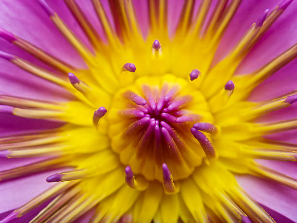 istock Close up of pink lotus 120260231