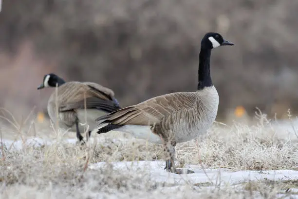 Waterfowl in Colorado. Canade Geese Standing in a Field of Snow