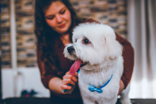 istock Maltese dog at grooming salon 1202604140