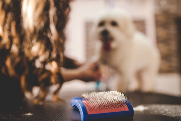 istock Maltese dog at grooming salon 1202604803