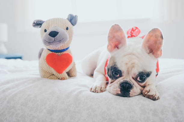 français bulldog couché dans son lit avec son cadeau de valentine, un jouet doux de carlin - valentines day friendship puppy small photos et images de collection