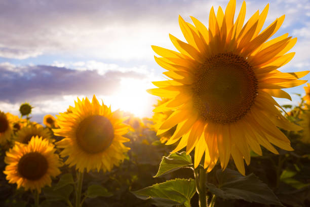 istock sunflowers at the field on the sunset