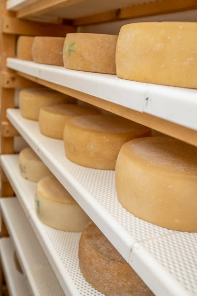 istock Goat Cheese Wheels Resting on Shelf Side By Side during Aging Process - stock photo 1202605496