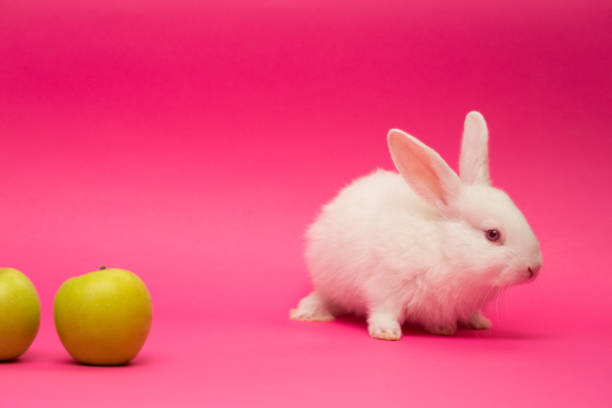 istock little white rabbit with the apple on a colorful background
