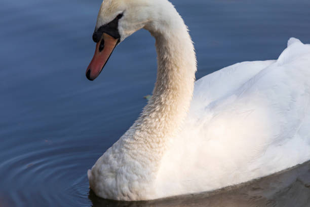 istock close-up of a single white swan 1202607076