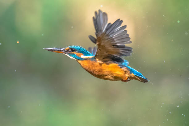 istock Common European Kingfisher Flying 1202608140