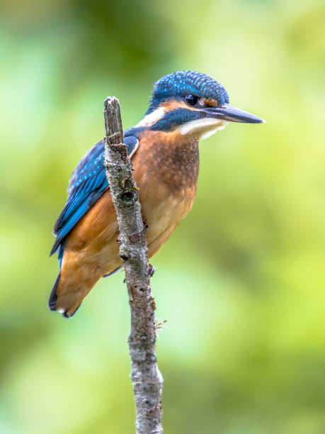 istock European Kingfisher perched on stick 1202608205